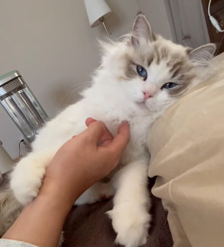 飼い主さんに甘えるイヴちゃん