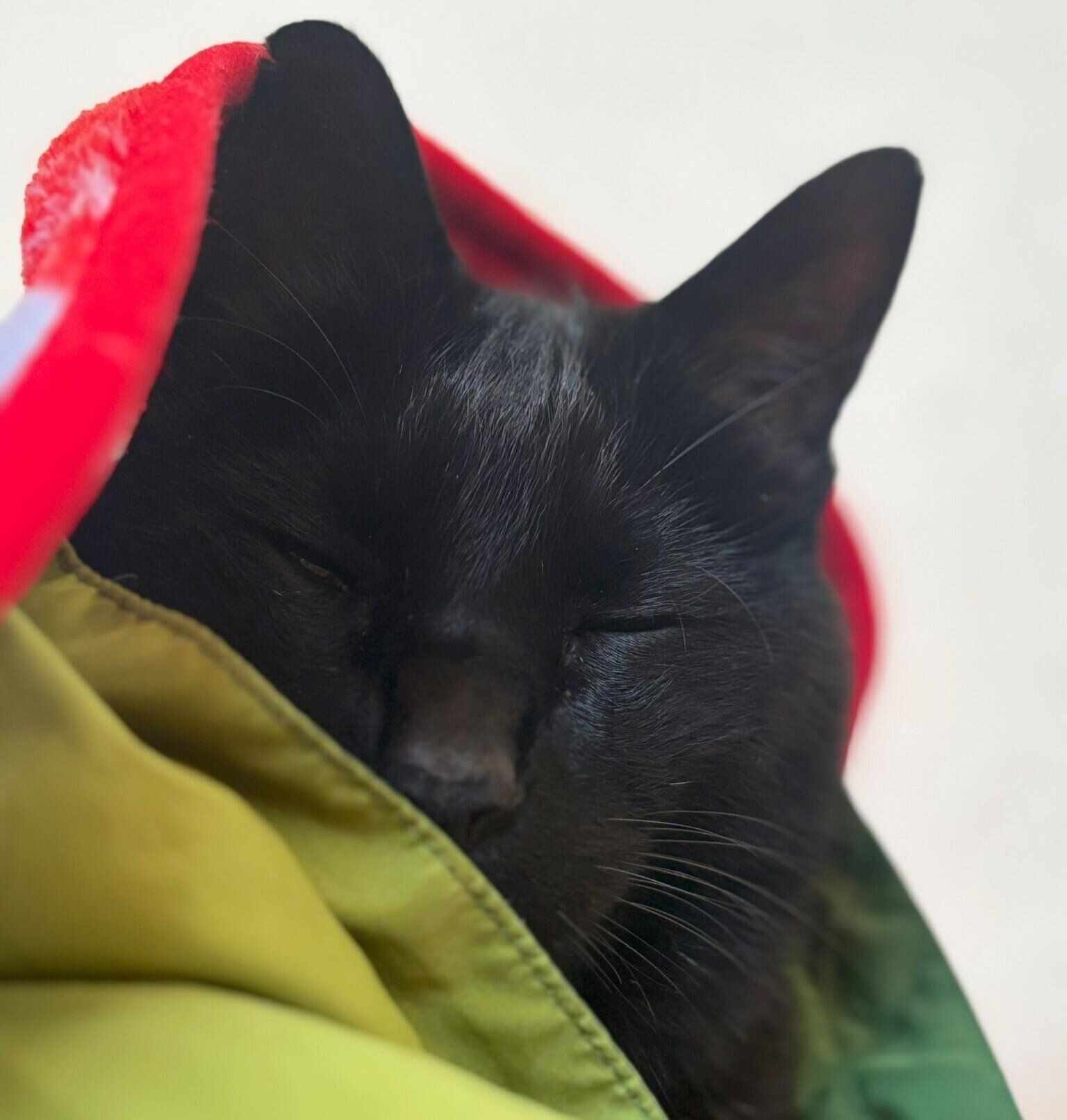 衣類にまみれるルドルフくん