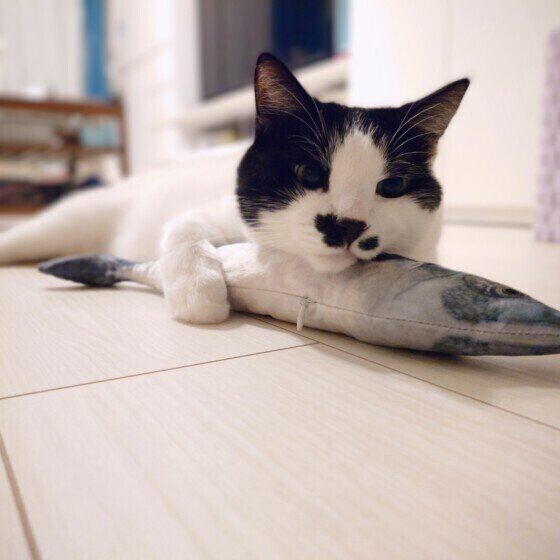 黒×白の海大くん