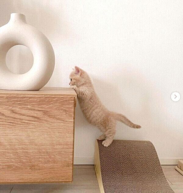 テレビ台に登ろうとするころもくん