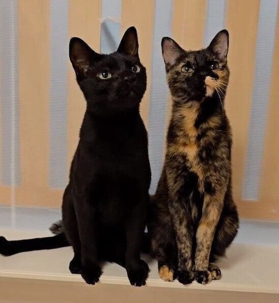 クックくんとサッサちゃん。