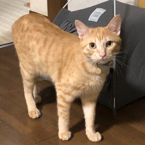 茶トラ猫のバロンちゃん