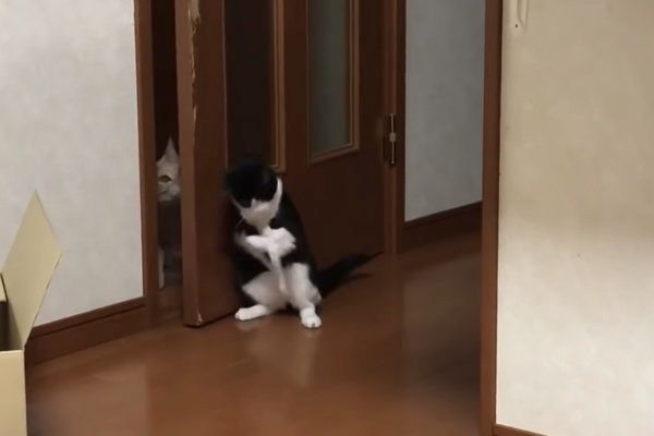 ドアの前で遊ぶ猫