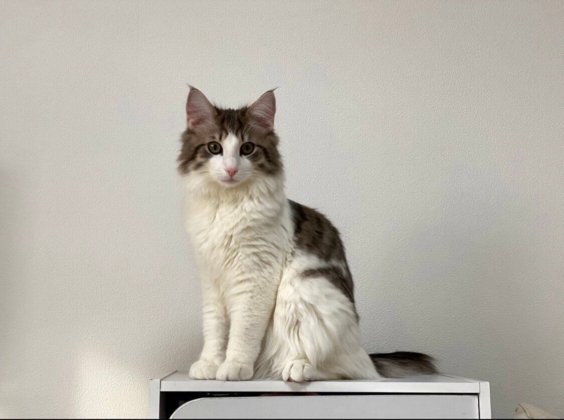 子猫時代のセッコくん