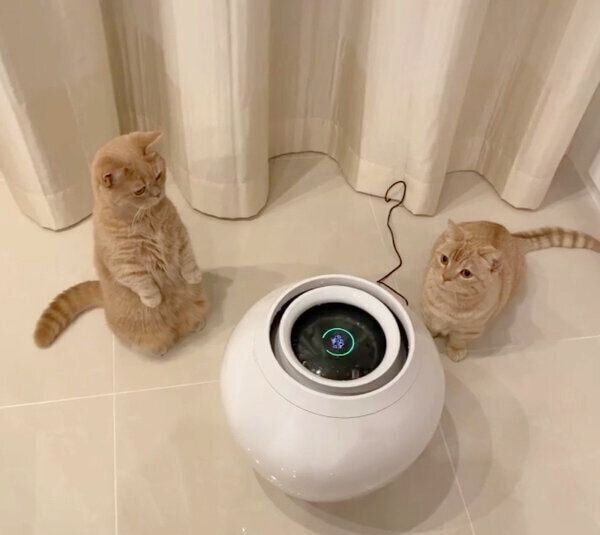 加湿器に興味津々なここちゃん、むーくん
