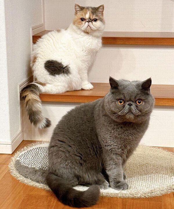 見つめるポッケくん、ニットちゃん