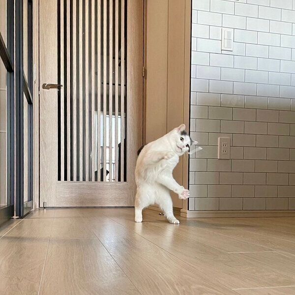 綿棒で遊ぶフクちゃん