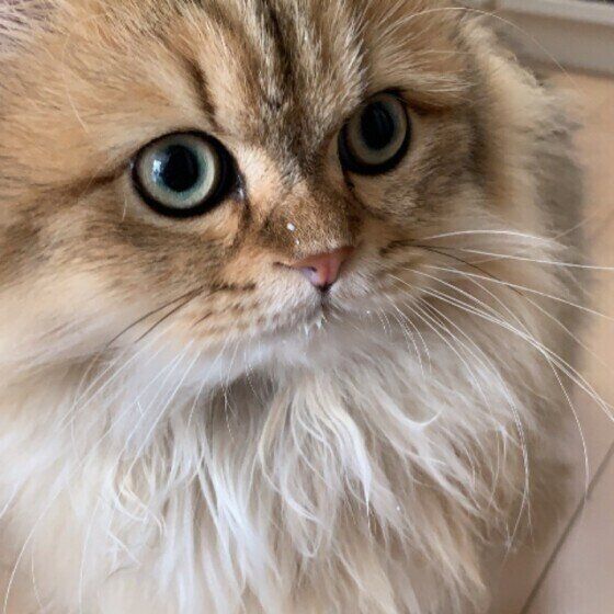 見つめるペルシャ