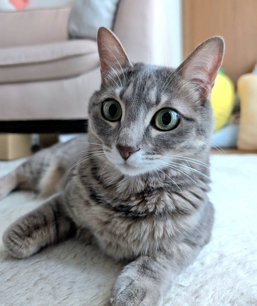 飼い主を見つめる猫