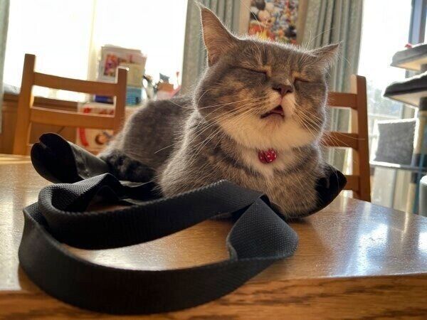 バッグの上でのんびりするラムちゃん