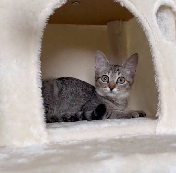 お迎えした頃の楓花ちゃん