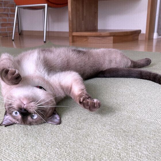 寝転がるシャム