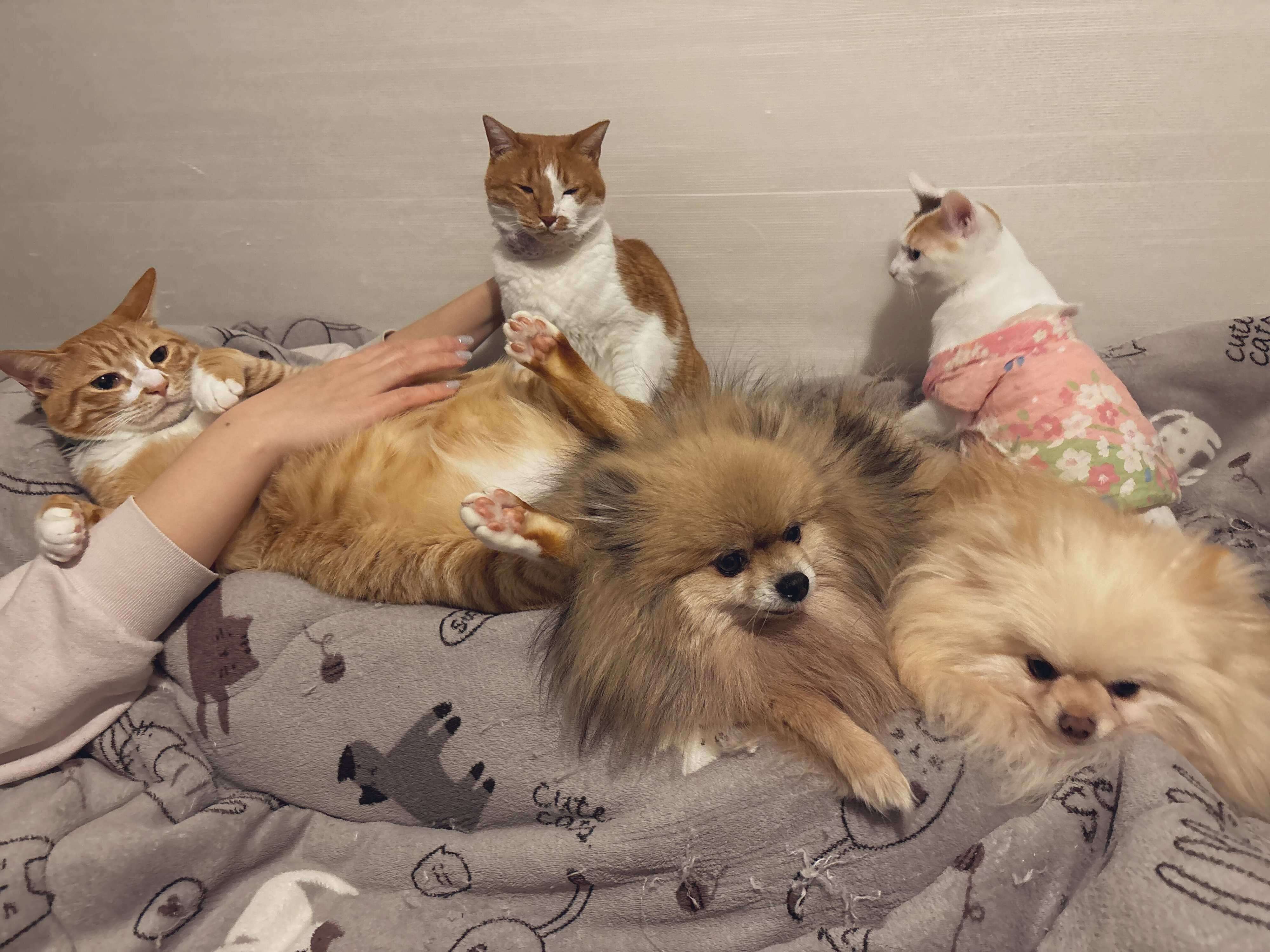 同居する犬・猫たちと過ごすみっけちゃん