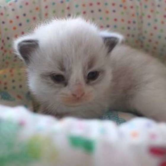 生後間もないラグドール