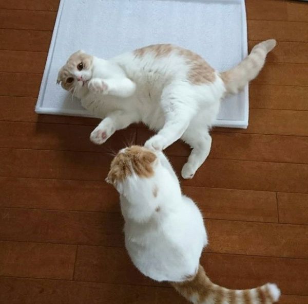 ケンカするスコティッシュフォールド