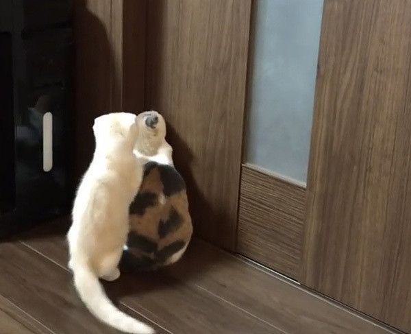 気になる猫たち