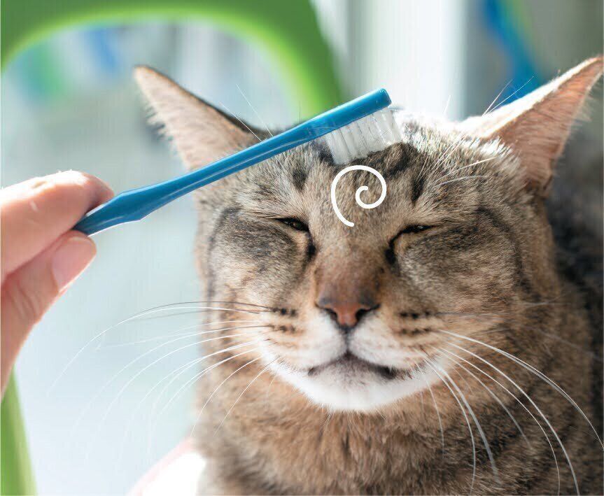 猫の額を歯ブラシでマッサージ