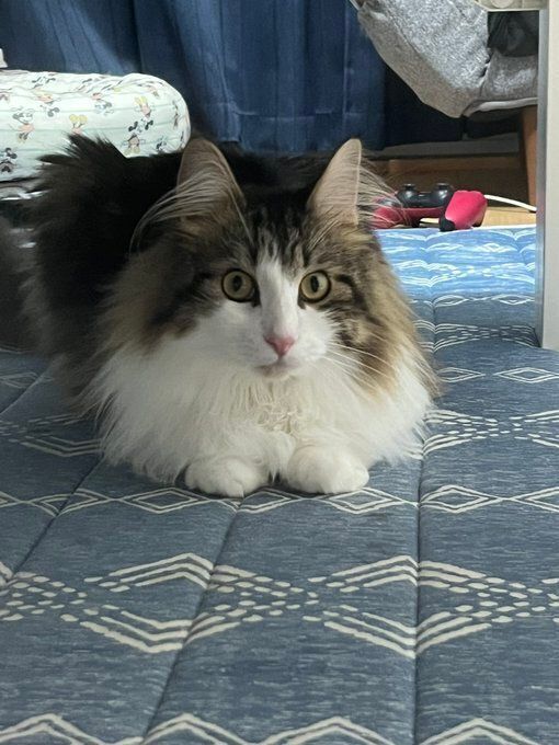 飼い主を見つめるサイベリアン