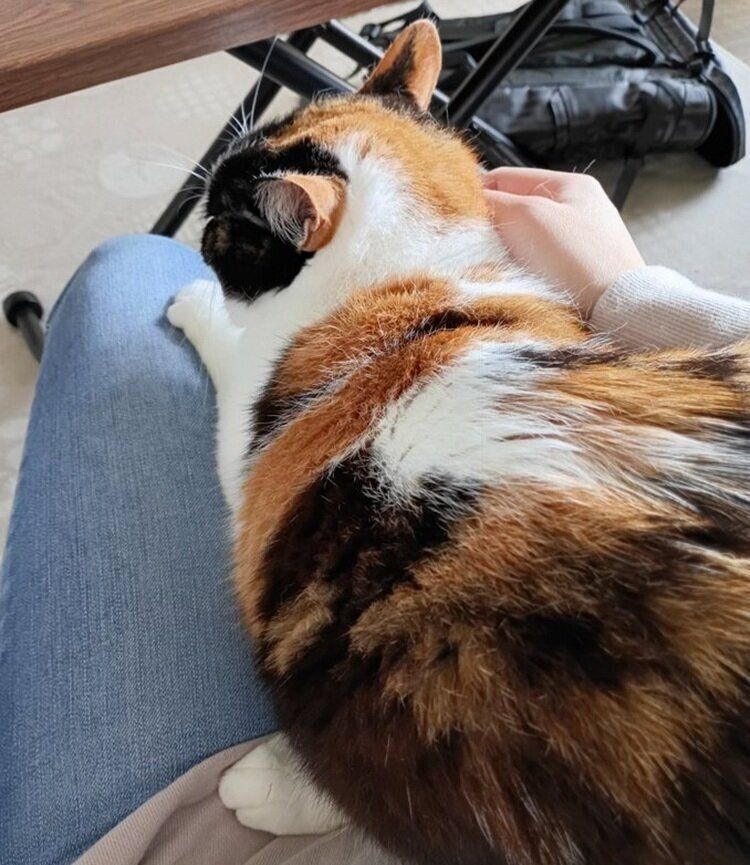 飼い主さんの膝に乗って甘えるひまわりちゃん