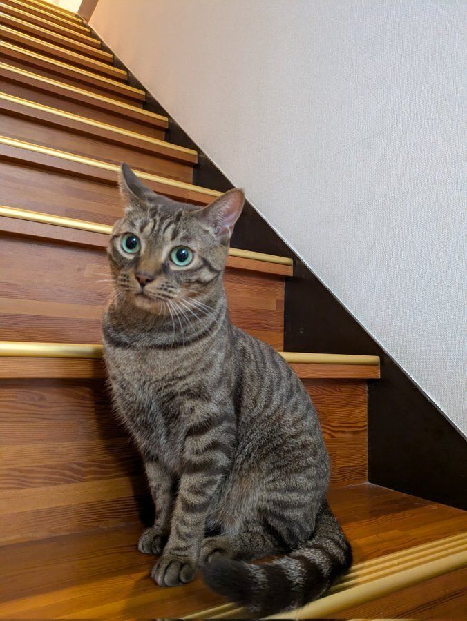 階段に座る猫