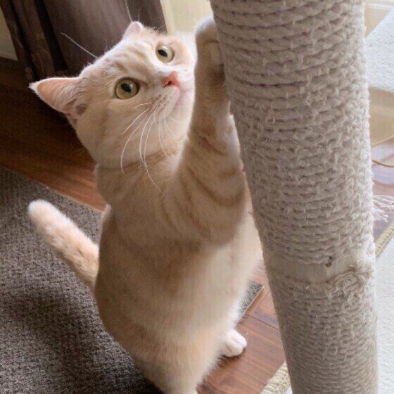 マンチカンのむぎちゃん