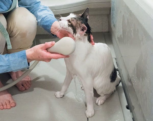 シャンプーされる猫