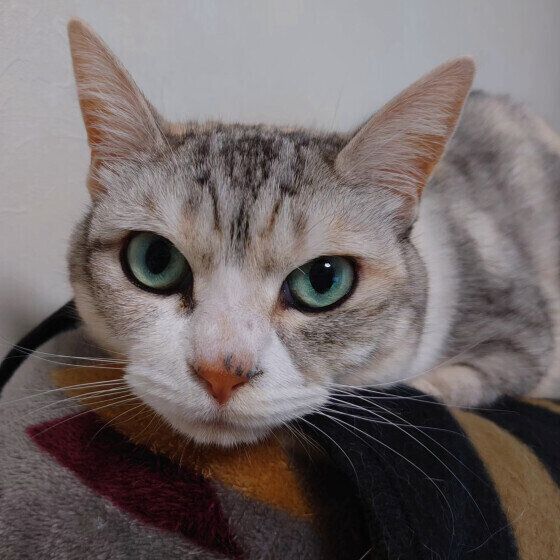 サバトラのココちゃん