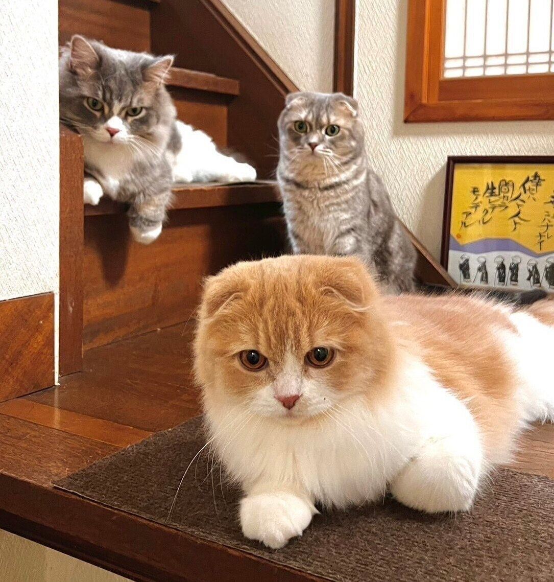まんぼうくん、くつ下くん、ぐみくん