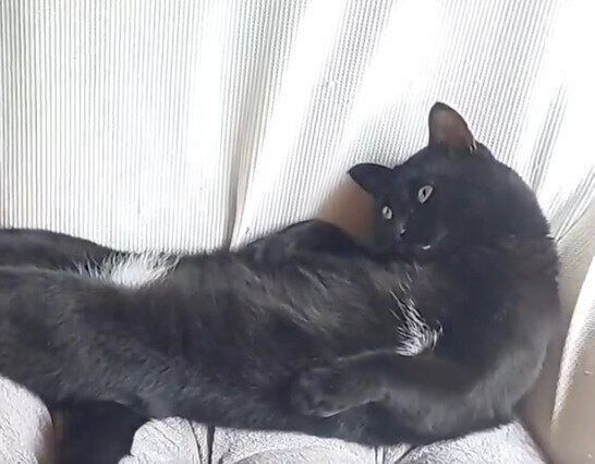 「変なポーズ」でくつろぐロコくん