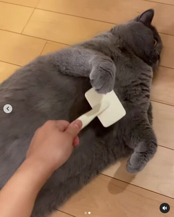 ブラッシングしてもらうグリちゃん