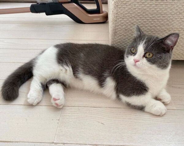 くつろぐココタくん