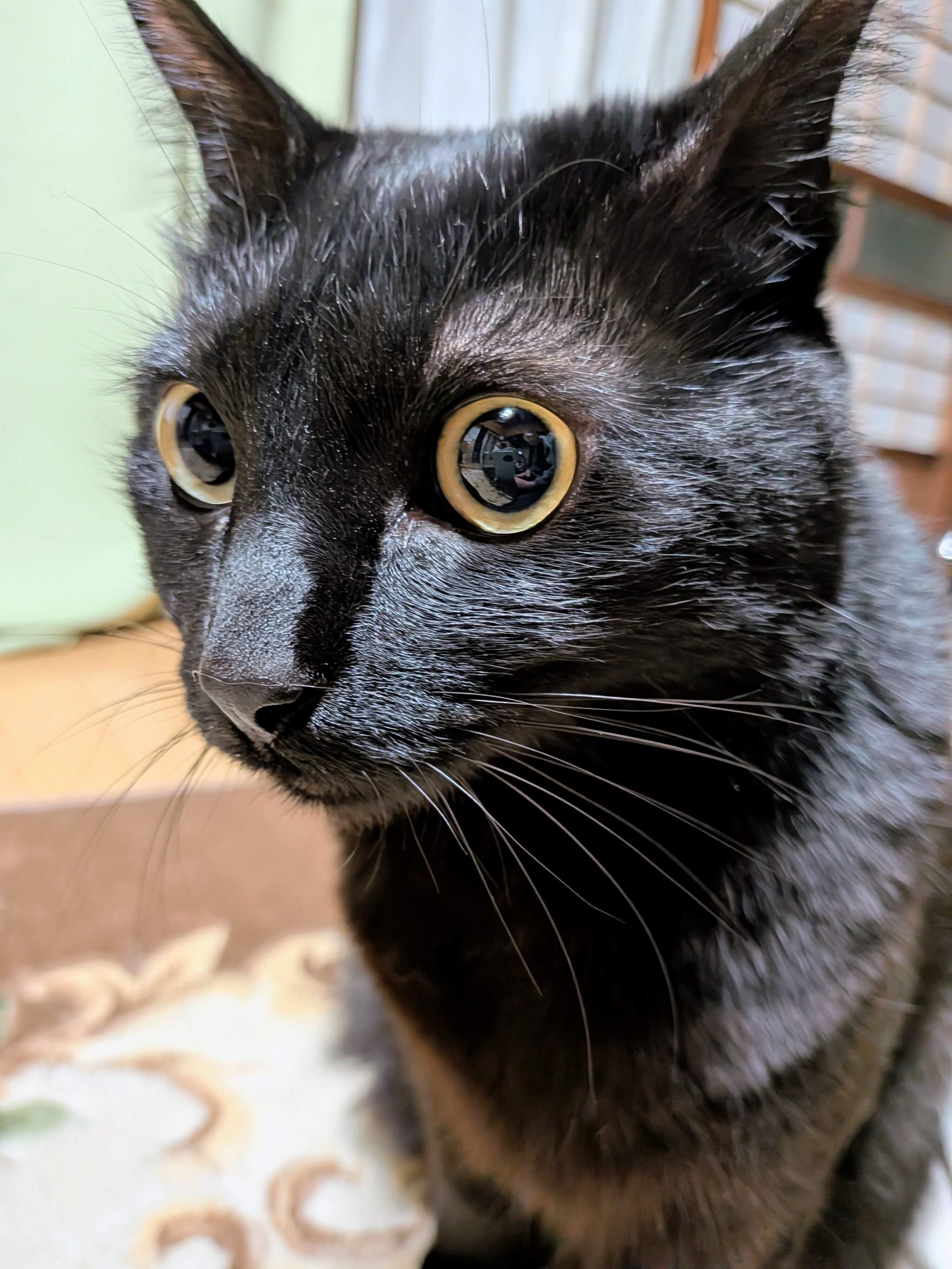 座っている猫