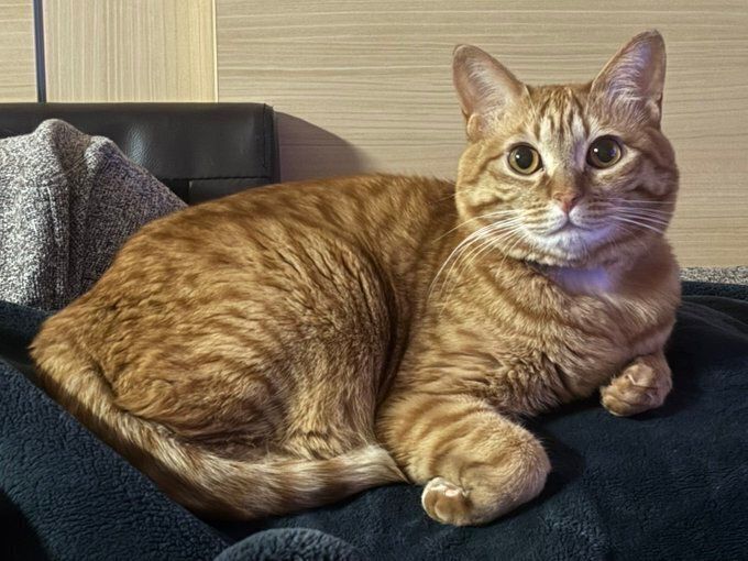 毛布の上でくつろぐ猫
