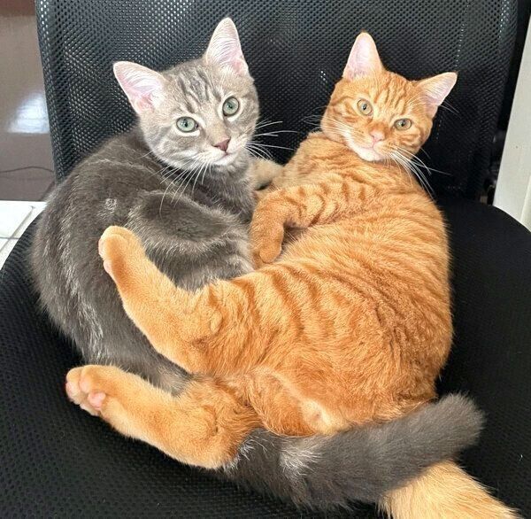 仲良しなヨルくん、サクくん