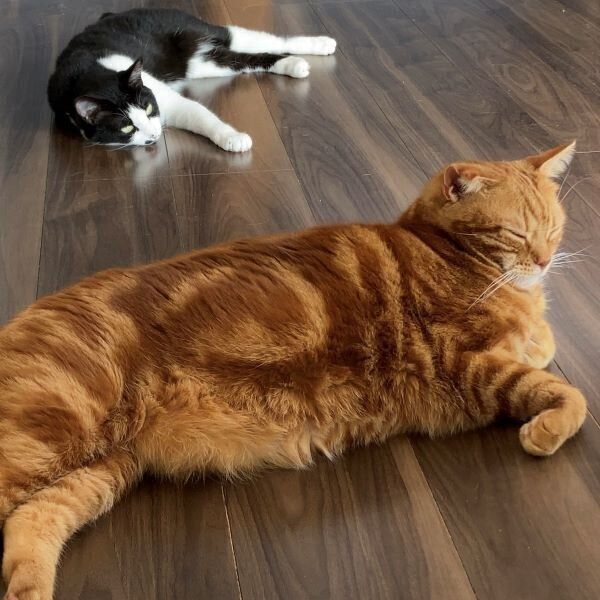 床で気持ちよさそうに寝るナツメグくん