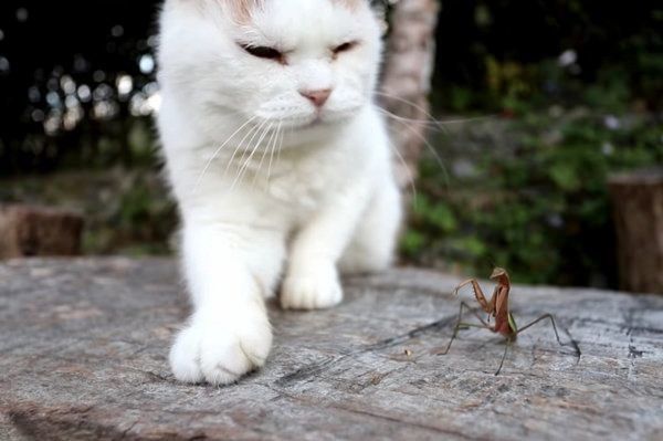 カマキリと猫