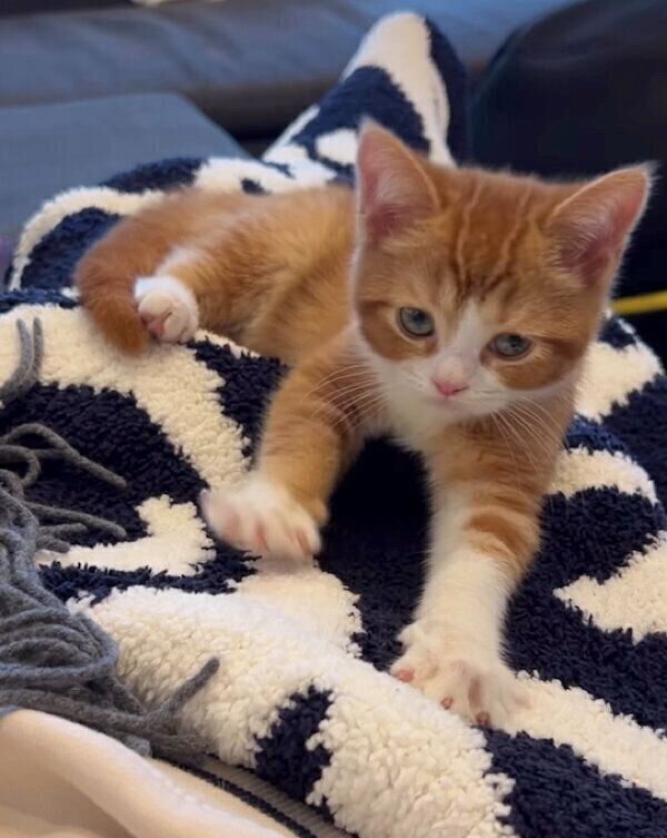 ふみふみをする、みーくん