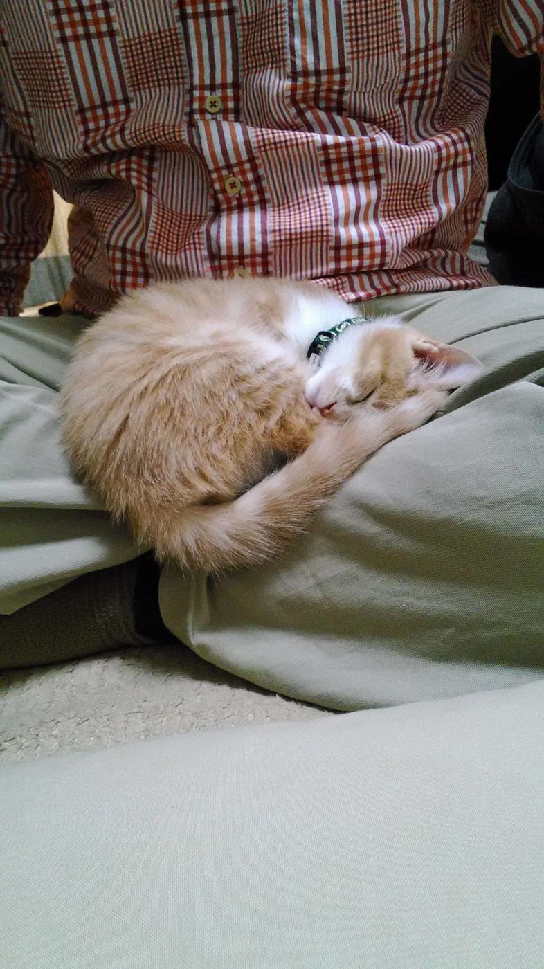 以前は犬好きだったのに 猫との出会い ですっかりにゃんこ信者になりました ねこのきもちweb Magazine 以前は犬好きだったのに 猫との出会い ですっかりにゃんこ信者になりました ねこのきもちweb Magazine