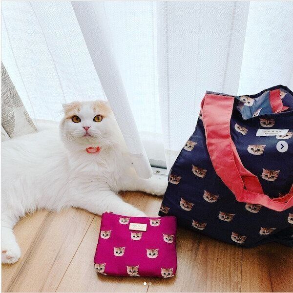 「PAUL＆JOE」のヌネット柄グッズ