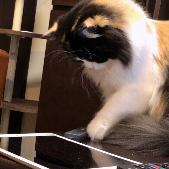 ちょいちょいするベルちゃん（マンチカン）