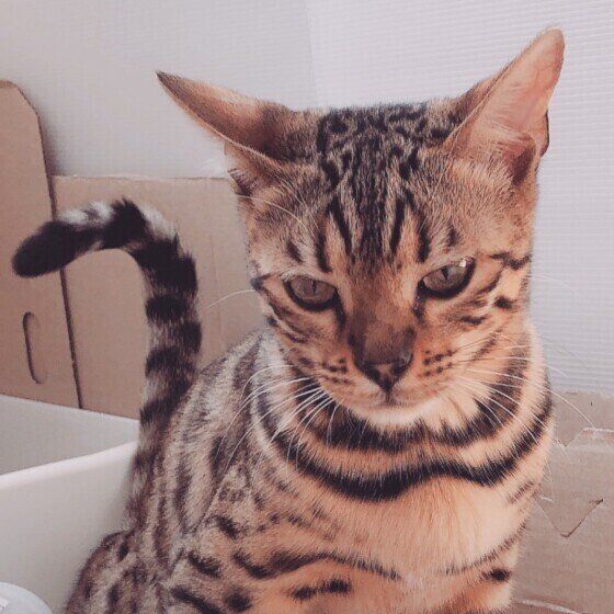 トイレで瞑想する猫（ベンガル、メス）