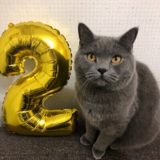 ブリティッシュショートヘアのうみちゃん