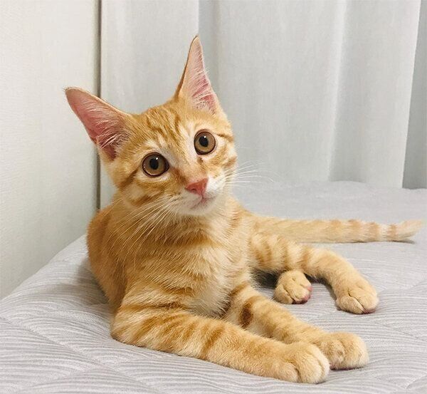子猫時代の琥太郎くん