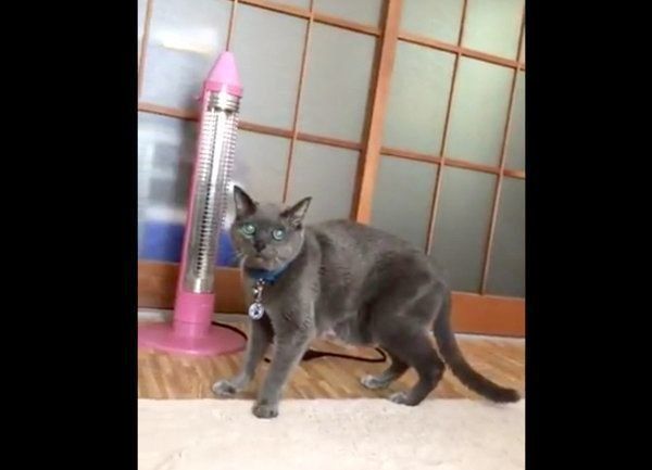 飼い主さんのほうを見つめるニャーゴチンちゃん