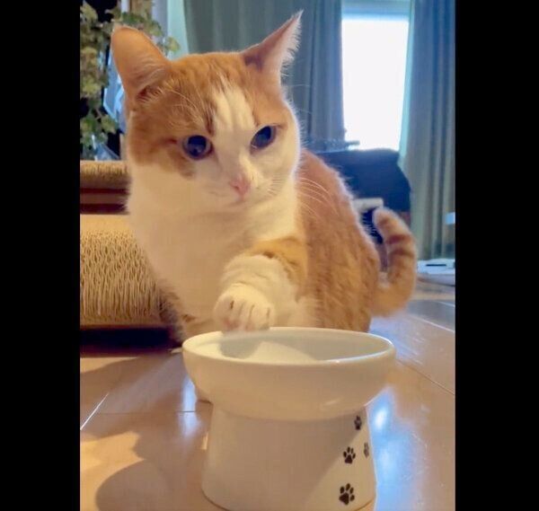 おねだりする虎丸くん