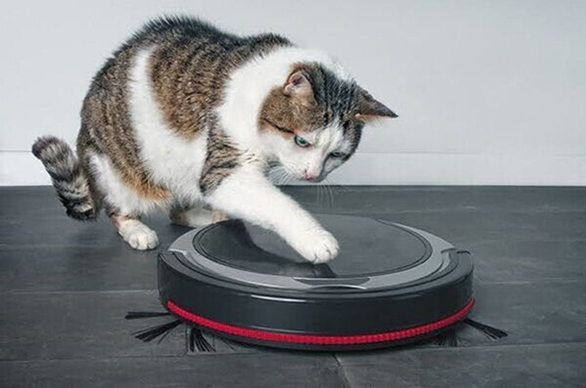 猫のいる家庭で家電を使う際の注意点は 思わぬ事故が起こることも ねこのきもちweb Magazine 猫のいる家庭で家電を使う際の注意点は 思わぬ事故が起こることも ねこのきもちweb Magazine