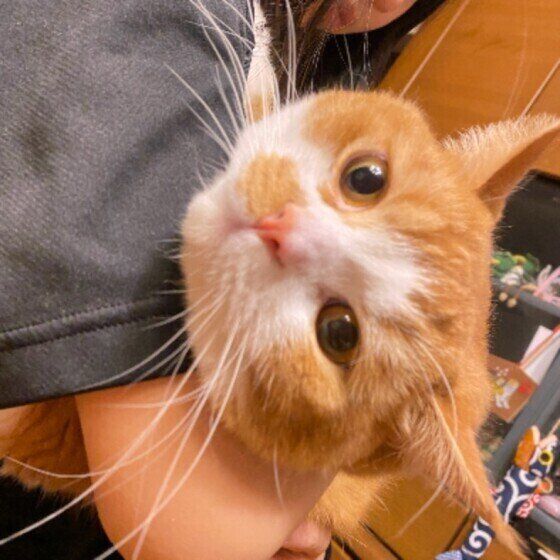 抱っこ好きのスコフォ