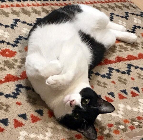 寝転がるぼに助ちゃん