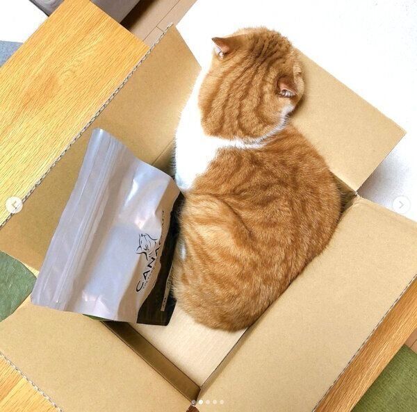 ダンボールの中に入るまーるくん