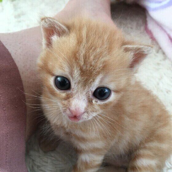 茶トラのきなこちゃん